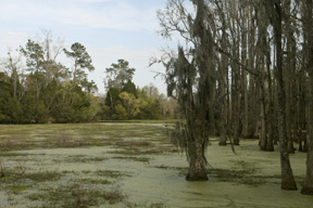 Doing The Swamp Thing Audubon Swamp Garden At Magnolia Plantation Charleston So Carolina Bylandersea Travel Tales