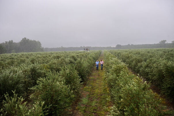 Georgia Olive Groves Georgia Olive Groves