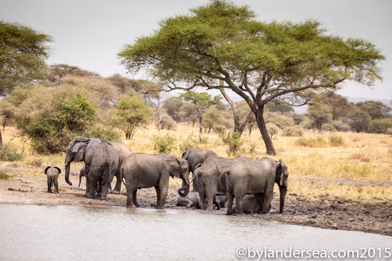 An Extraordinary Photo Safari in Tanagiere National Park