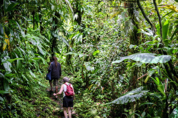 The rainforest brings dense foliage cover to much of the hiking trail on Dominica.
