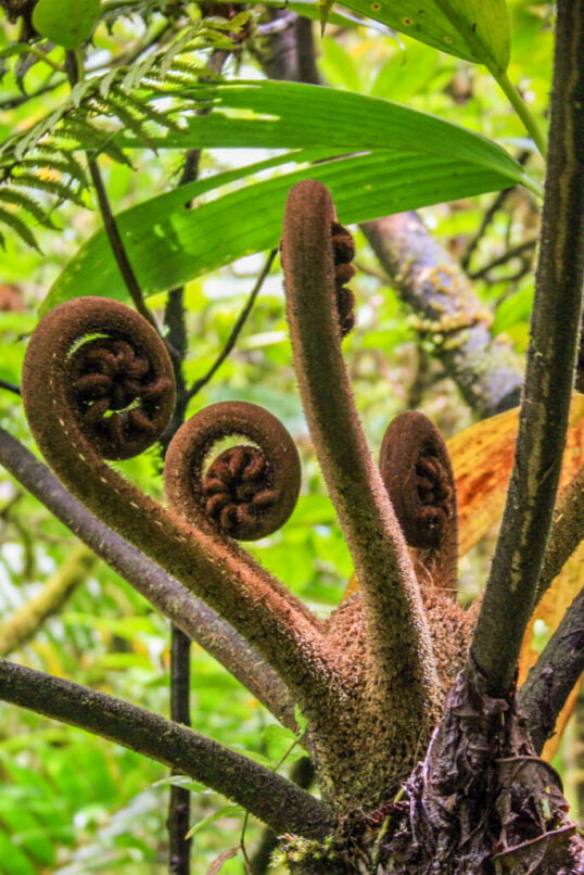 A curly farn thrives in Dominica.