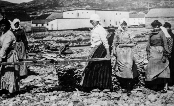 Vintage photo shows women drying the codfish.
