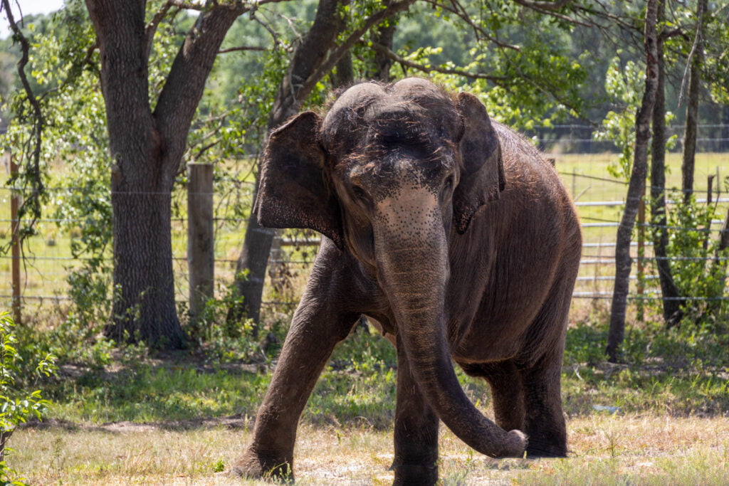 Elephants in Sarasota: Then and Now | ByLanderSea Travel Tales